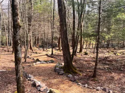 Pathway to the creek