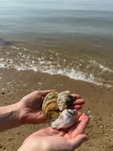 Find oyster shells along the shore.