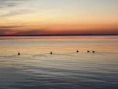 Ducks at sunset from the dock