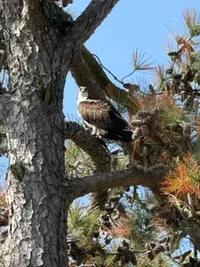We’re lucky to host a nesting pair of ospreys on the property, and it’s also common to spot bald eagles and blue herons.