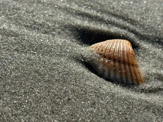 Sunlit sands and seashells—relax by the shore steps from your stay.