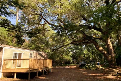 The Pirate Oak makes this property unique. This example of a Live Oak is common in the area and we've named it the Pirate Oak.