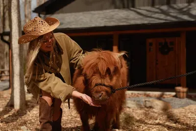 Book upgraded experiences at The Pocono Barndominium like highland cow cuddling sessions.