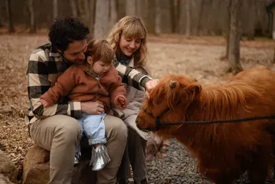 Highland cow family photo shoots and cuddling sessions offered.