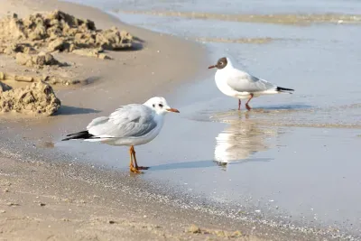 two-seagulls-standing-on-sandy-beach-shoreline-2026-09-22-04-26-54-utc