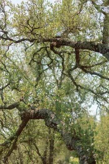 The Live Oak Treehouse - Branches