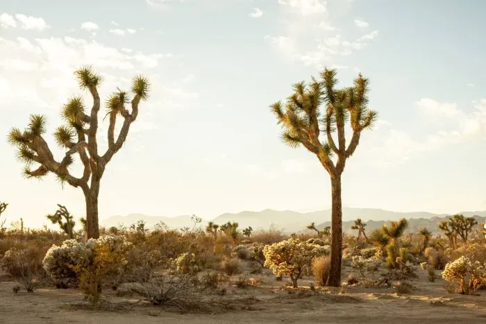 Some Joshua trees that look straight out of a Dr. Seuss book!!