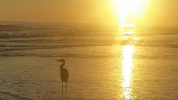Beach View in Front of Condo