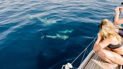 dolphin tours for families gulf coast