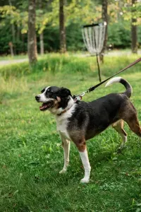 Dog-friendly Deep Creek getaway with 3 backyard disc golf baskets — the perfect mix of adventure and relaxation