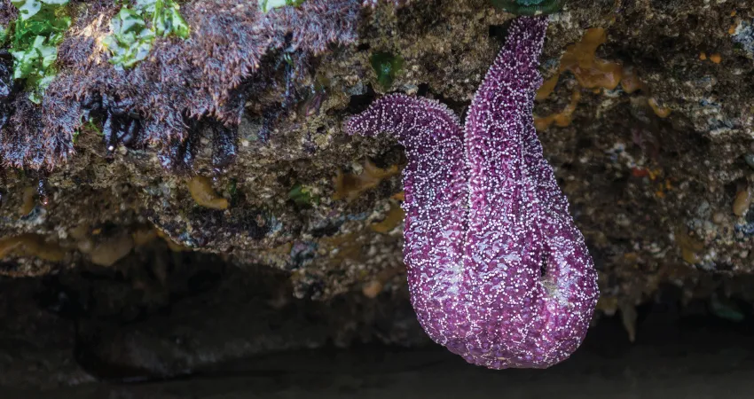 Devil's Punchbowl and Otter Rock coastline