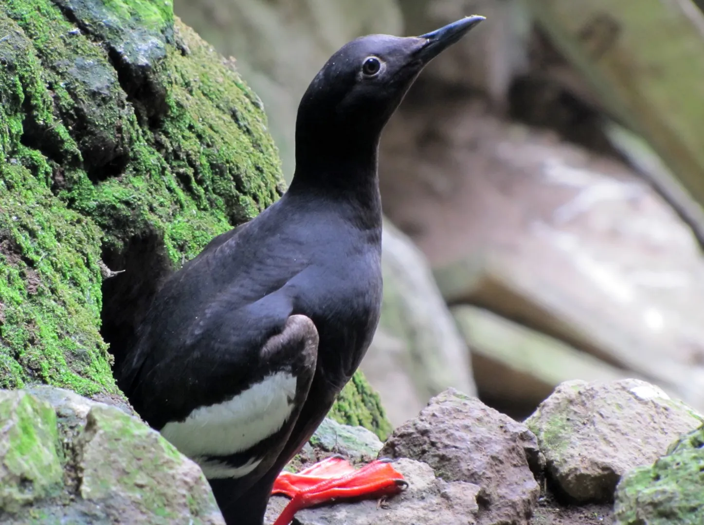 Pelicans and coastal wildlife supported by conservation