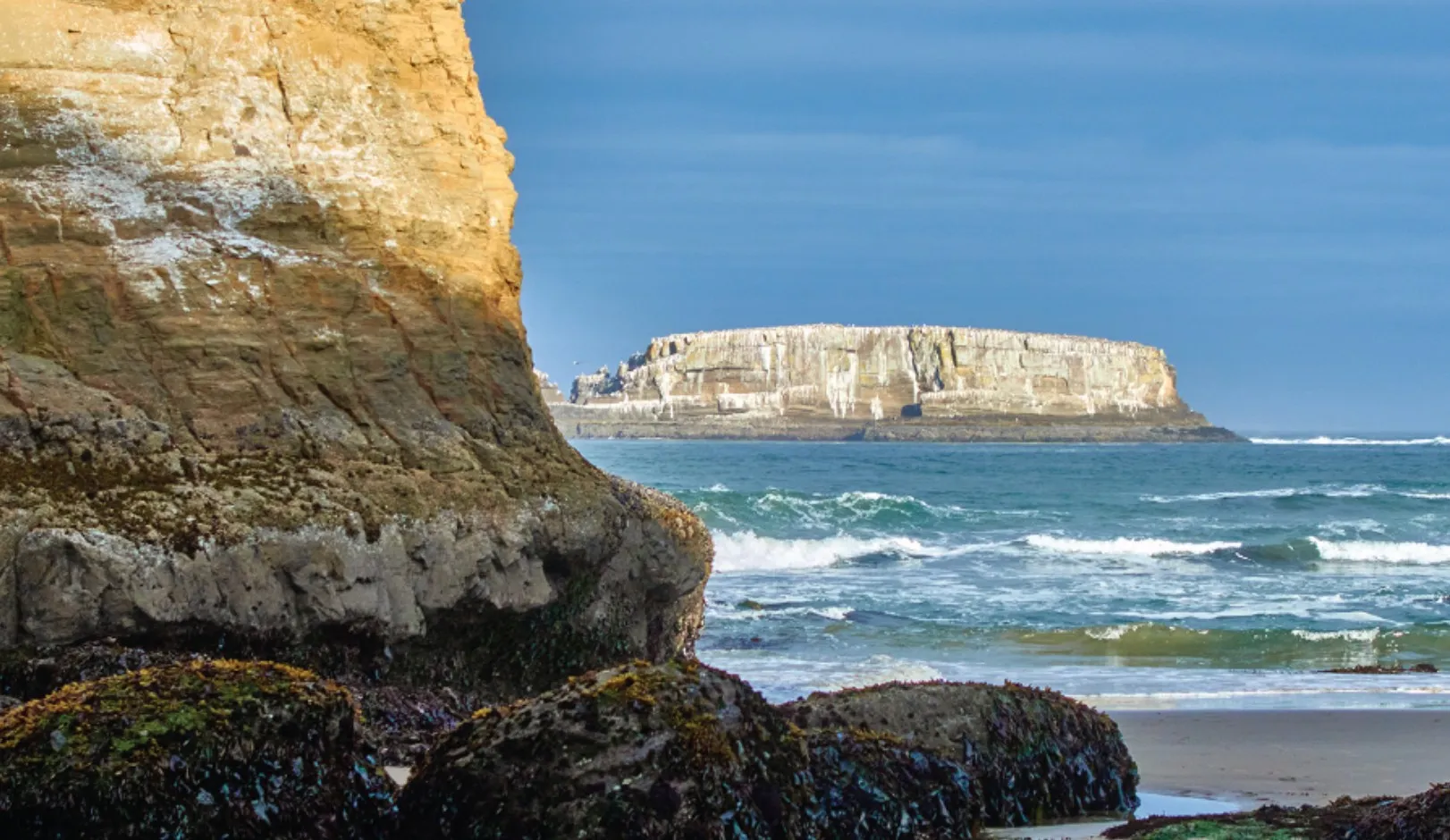 Marine life in Otter Rock tidepools