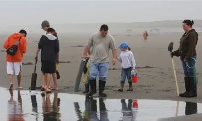 Families clamming on Netarts Bay beach during low tide on the Oregon Coast