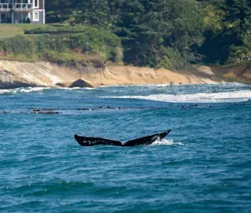 Gray whale tail surfacing near Depoe Bay Oregon coast