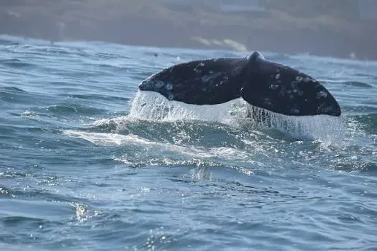 Gray whale breaching off Depoe Bay Oregon during an Oregon Coast whale watching trip