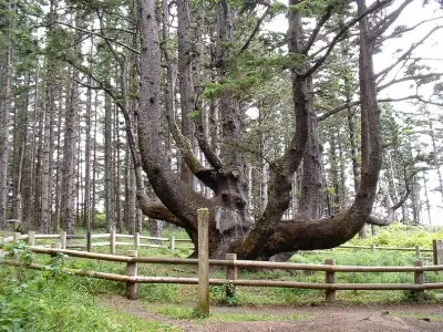 The famous Octopus Tree near Cape Meares Oregon