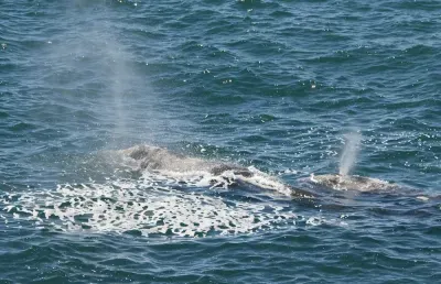 Resident gray whale feeding near Depoe Bay Oregon on the central Oregon Coast