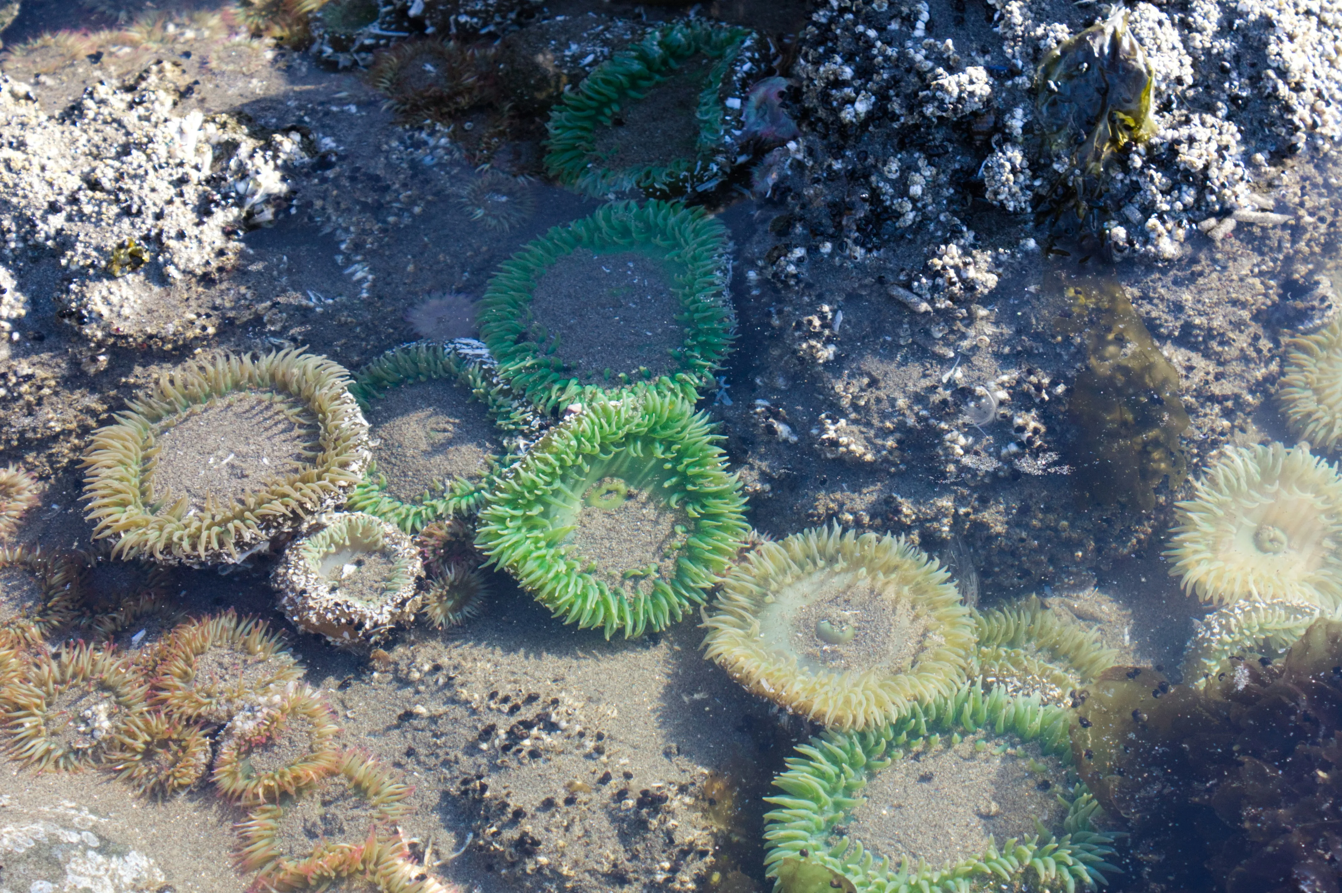 Scenic Oregon Coast view