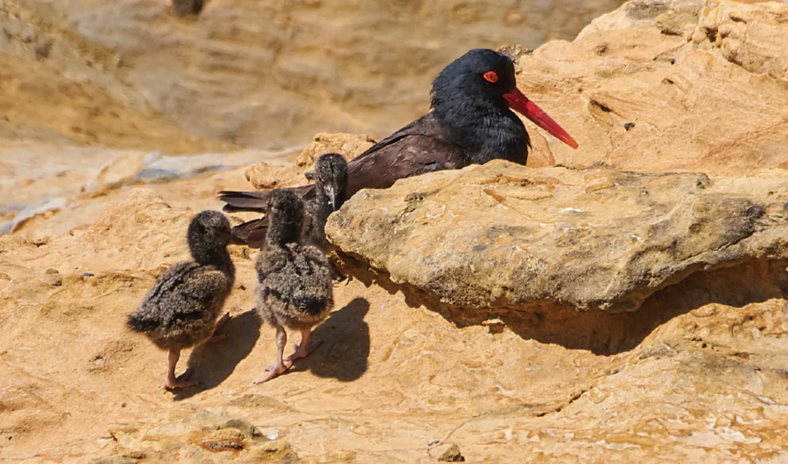 Oregon Coast seabirds and rocky habitat