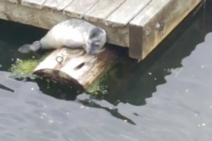 You will almost definitely see seals, especially during the salmon runs!
