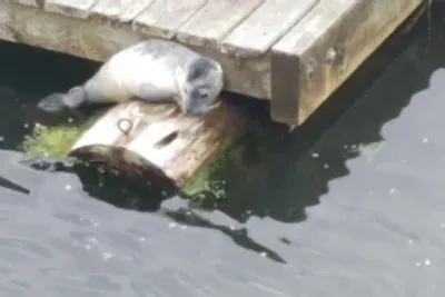 You will almost definitely see seals, especially during the salmon runs!