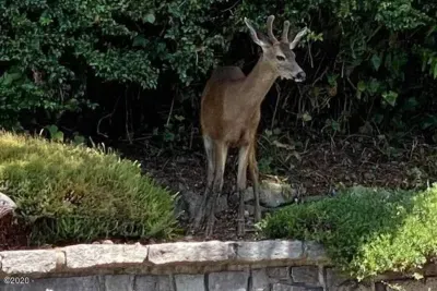 Plenty of wildlife.