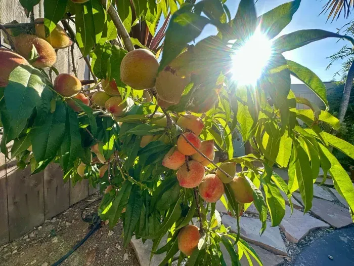 Fresh fruit trees & coastal air—your perfect escape.