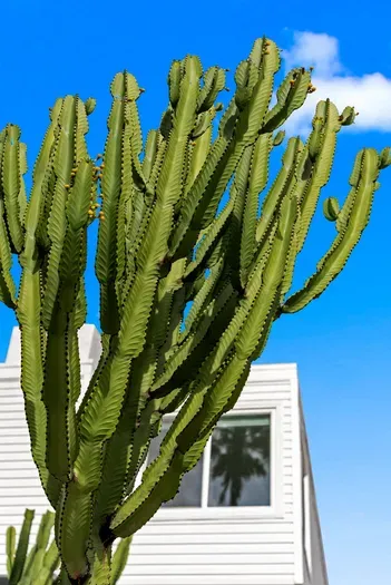 Iconic cactus and modern facade set the tone for this sunny stay