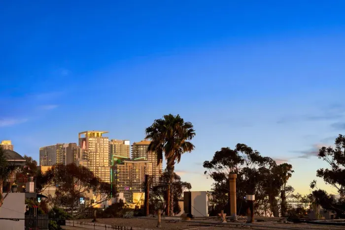 Palm trees framing city views under the California sun