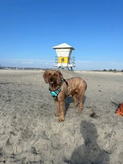 World renowned OB Dog Beach 