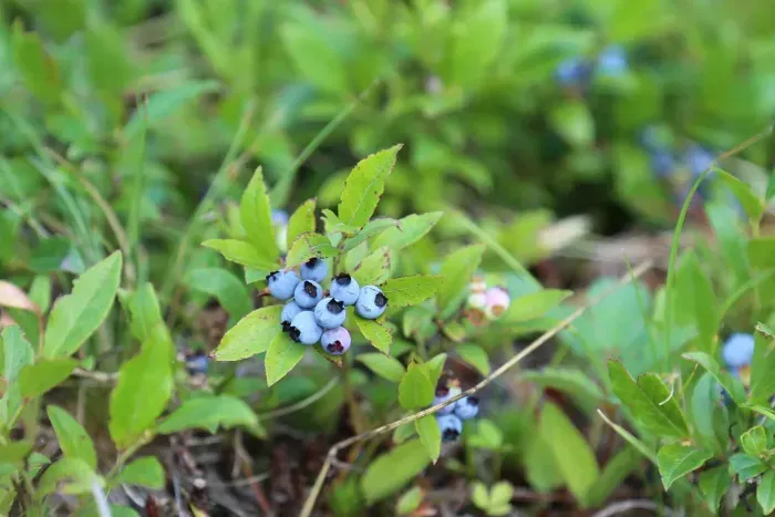 Wild Blueberries in the yard