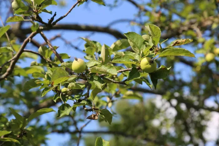 Apple Trees in the Yard