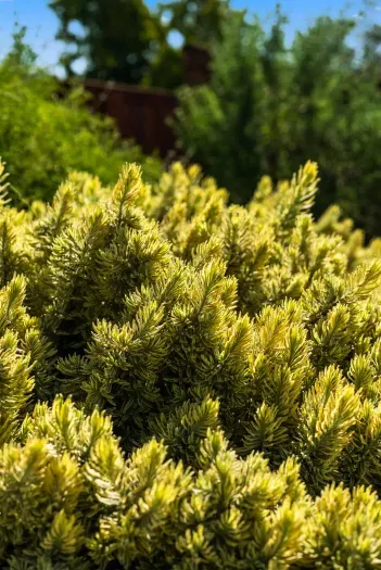 Sunlit evergreens in a private, well-kept garden retreat