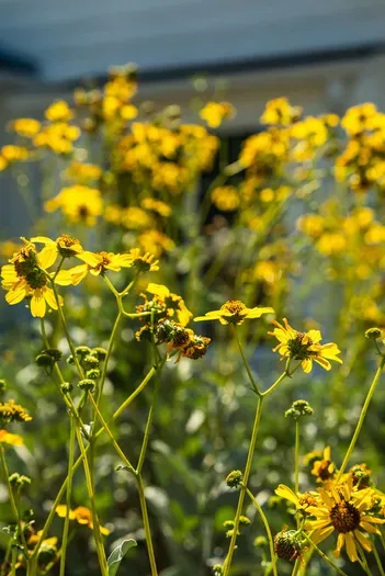 Cheerful wildflower garden adds curb appeal and a warm welcome.