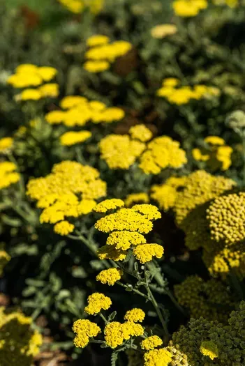 Vibrant yarrow garden—colorful, low-maintenance curb appeal for your stay