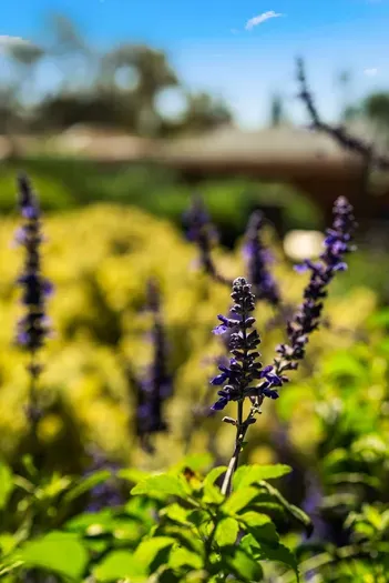 Sunlit garden blooms—peaceful, landscaped outdoor escape