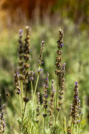 Fragrant lavender garden—peaceful, sunlit paths for morning strolls