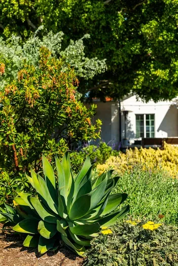 Lush, sunlit garden with agave and blooms—serene outdoor retreat.